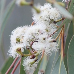 Eucalyptus youmanii
