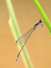 Aciagrion approximans
