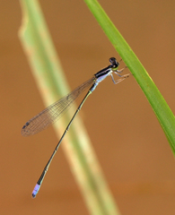 Aciagrion approximans