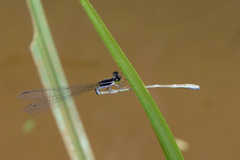 Aciagrion approximans