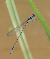Aciagrion approximans