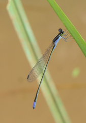 Aciagrion approximans