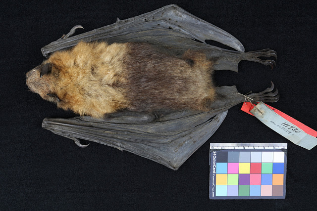 Nicobar Flying-fox