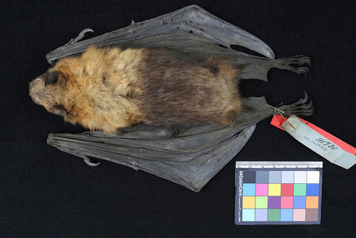 Nicobar Flying-fox (Pteropus faunulus) — Endangered Mammalia