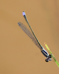 Aciagrion approximans