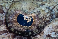 Papilloculiceps longiceps