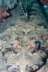 Papilloculiceps longiceps