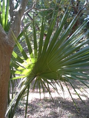 Sabal mexicana