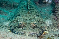 Papilloculiceps longiceps