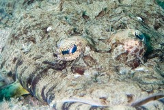 Papilloculiceps longiceps