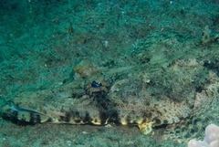 Papilloculiceps longiceps