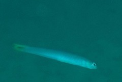 Ptereleotris heteroptera