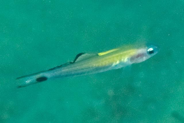 Blackfin Dartfish