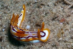 Hypselodoris regina