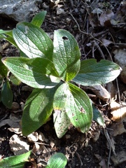 Lithospermum helleri