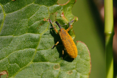 Lixus bardanae