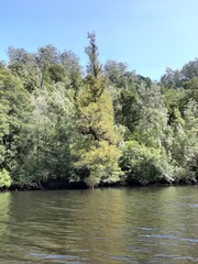 Lagarostrobos franklinii