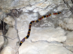 Micrurus tener tener