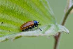 Labidostomis
