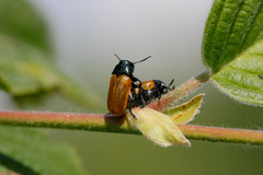 Labidostomis