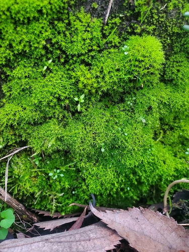 Soft-tufted Beard-moss (Vinealobryum vineale)