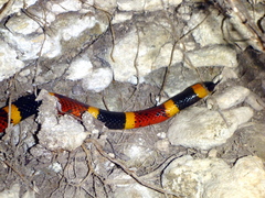 Micrurus tener tener