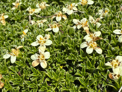 Coastal Nassauvia (Nassauvia gaudichaudii)