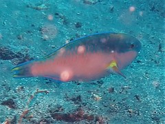 Chlorurus capistratoides