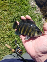 Heterotilapia buettikoferi