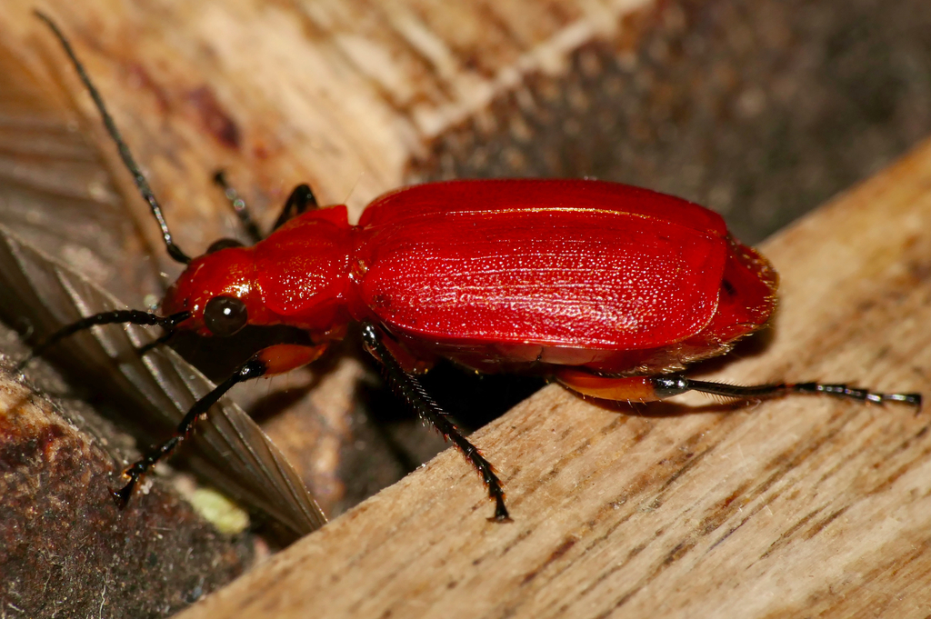 Lebistina sanguinea