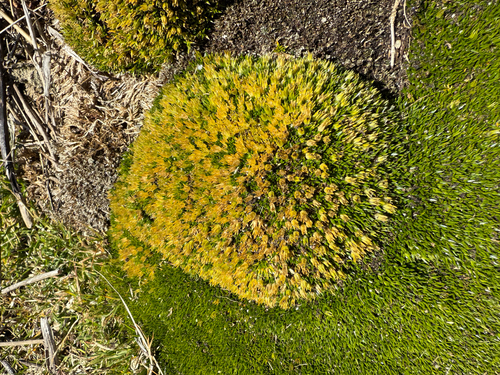 Emerald-bog (Colobanthus subulatus)