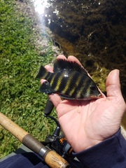 Heterotilapia buettikoferi