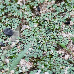 Ricciaceae