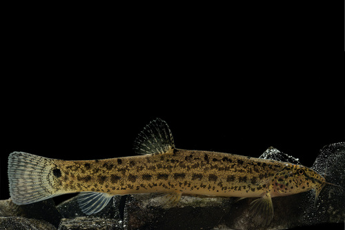 Birmaanse modderkruiper (Lepidocephalichthys berdmorei) — Cobitidae — 3