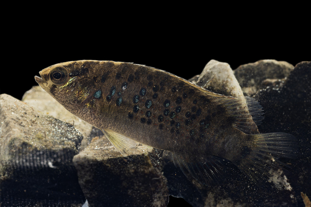 Khwae chameleonfish (Badis khwae) — Badidae