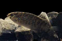 Khwae Badis photo 1