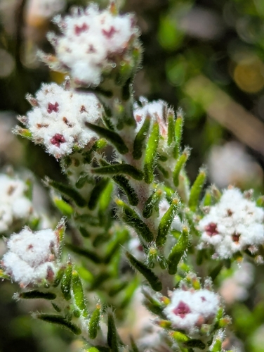 Keerom Hardleaf (Phylica subulifolia)
