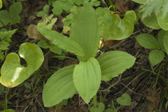 Galearis camtschatica