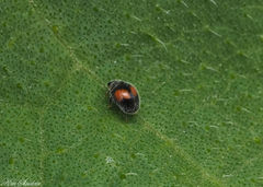 Diomus notescens
