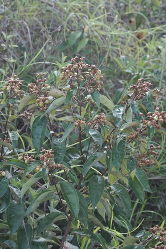 Vismia guianensis, photograph 6