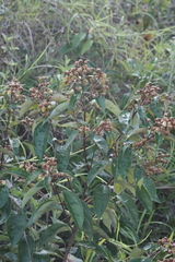 Vismia guianensis, photograph (c) fmunoz, some rights reserved (CC BY)