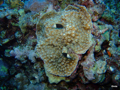 Pycnochromis dimidiatus