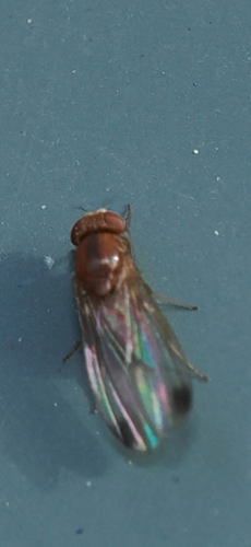 Unknown species found near Hamilton Rd, Weybridge, VT, US