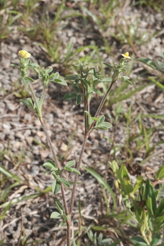 Stylosanthes viscosa, photograph 6