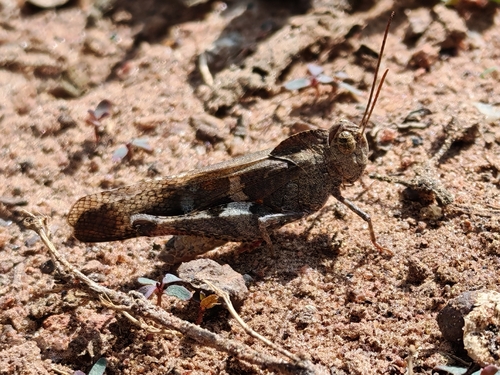 Humbe tenuicornis