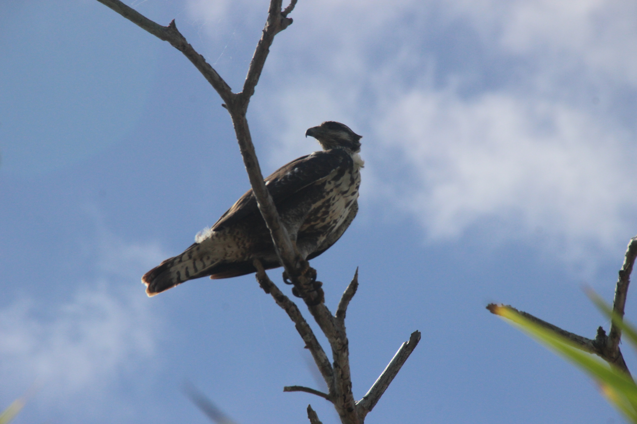 Cuban Black Hawk (Buteogallus gundlachii), photo 5