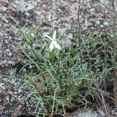 Lithotoma anethifolia