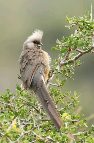 Speckled Mousebird