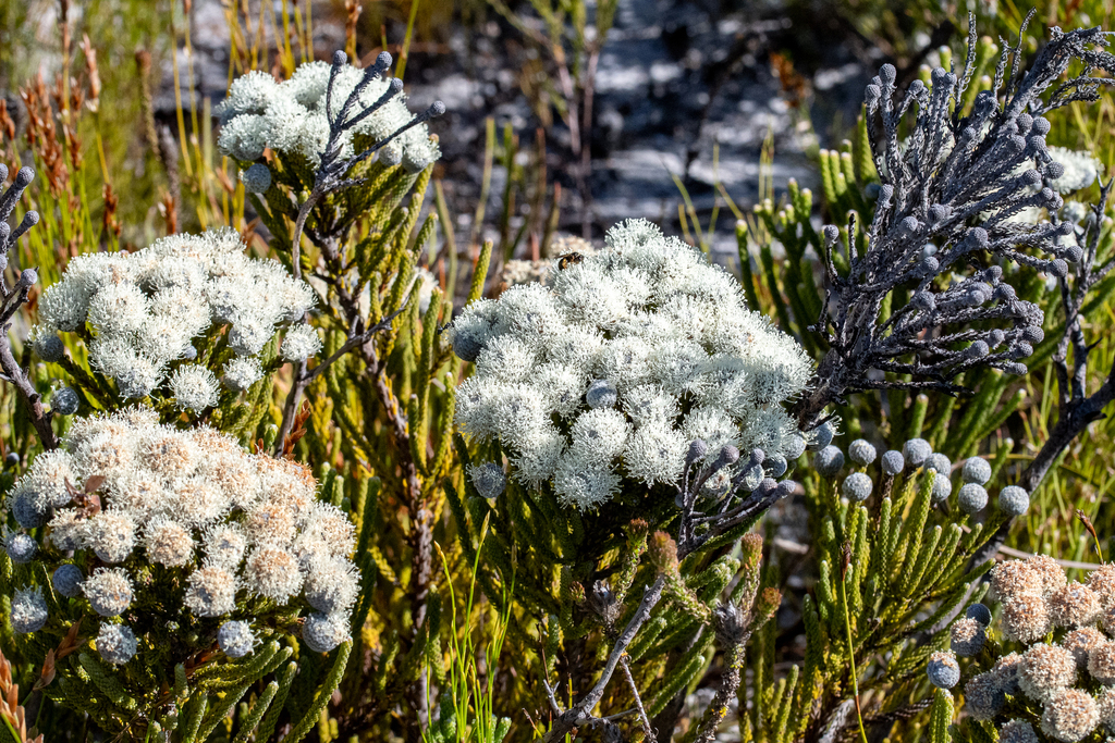 Brunia neglecta (Brunia neglecta)