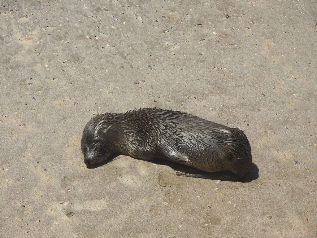 Young South American fur seal resting on sand at Castillos, Rocha, Uruguay